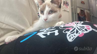 Gattine pronte per l'adozione