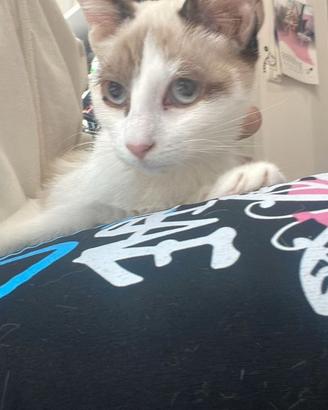 Gattine pronte per l'adozione