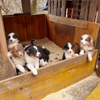 Cuccioli di pastore australiano