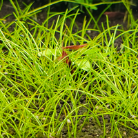 Neocaridina/caridina red sakura