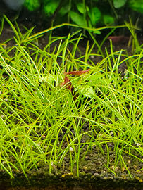 Neocaridina/caridina red sakura