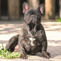 Bulldog francese maschio