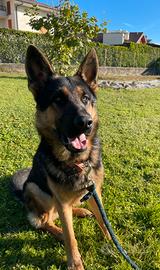 Pastore con pedigree