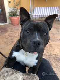 Simil amstaff - a.bully, maschio, circa 5 anni