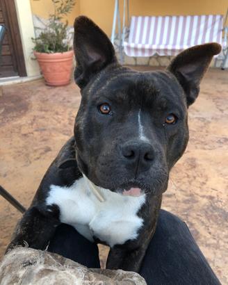Simil amstaff - a.bully, maschio, circa 5 anni