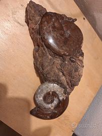 fossile conchiglie 
