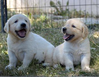 Cuccioli Golden Retriever