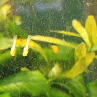 Ancistrus Albini