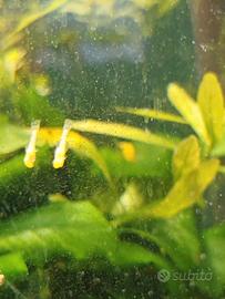 Ancistrus Albini