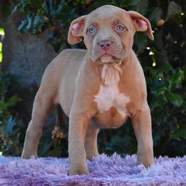 Cucciole di American Bully XL