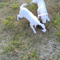Cuccioli Jack Russell Terrier