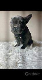 Bulldog francese merle e blu