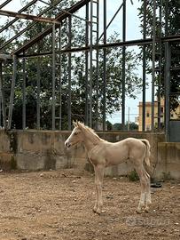 Cavallo