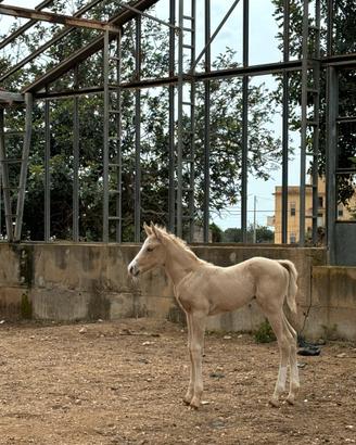 Cavallo