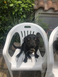 Cagnolino piccola taglia