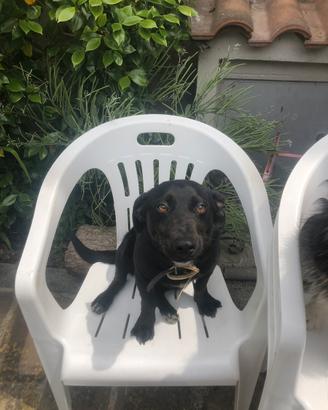 Cagnolino piccola taglia