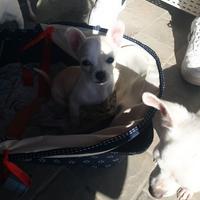 Cucciolo di chihuahua mini toy