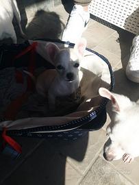 Cucciolo di chihuahua mini toy