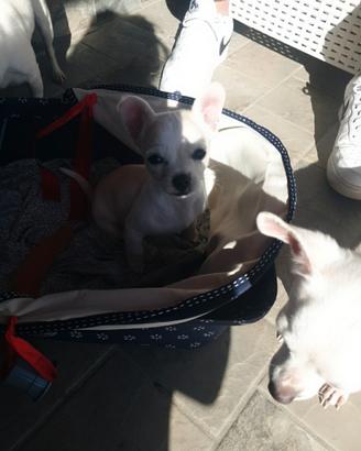 Cucciolo di chihuahua mini toy