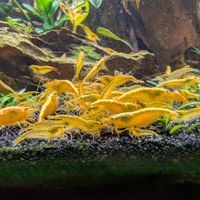 Caridine Yellow Fire Neon