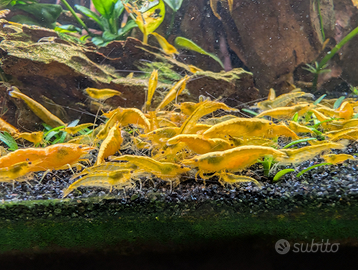 Caridine Yellow Fire Neon