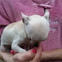 Chihuahua Toy per Spitz volpino