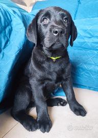 Labrador