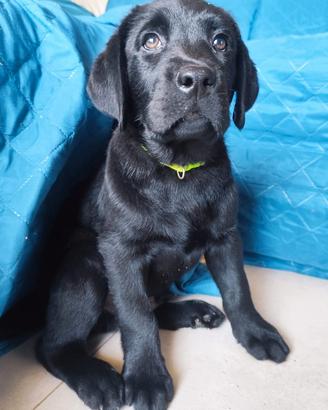 Labrador