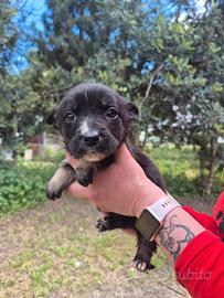 Cuccioli in adozione