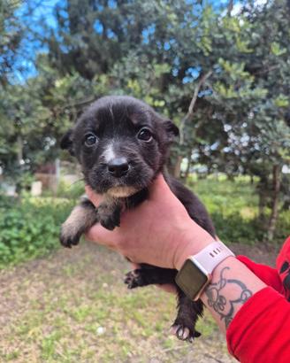 Cuccioli in adozione