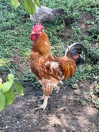 Gallo