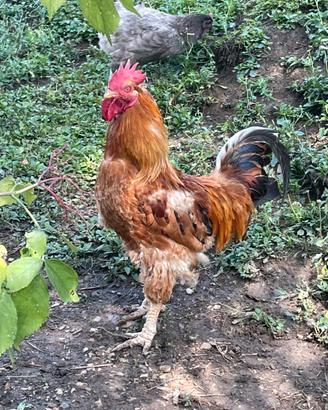 Gallo