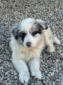 Cuccioli di Border Collie