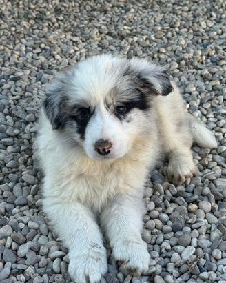 Cuccioli di Border Collie