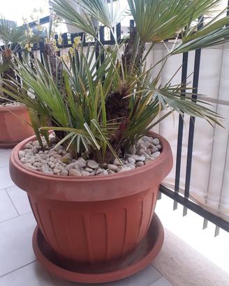Piante da giardino oppure da balcone 