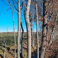 Legna da ardere 