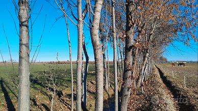 Legna da ardere 