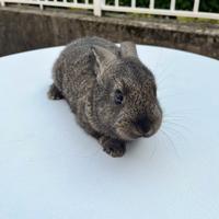 Conigli nani allevamento serio