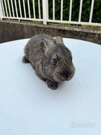 Conigli nani allevamento serio