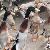 Coppie di Anatra Corritrice Indiana