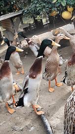 Coppie di Anatra Corritrice Indiana