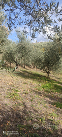 Appezzamento di terra con circa 60 ulivi