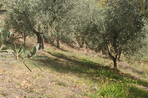 Appezzamento di terra con circa 60 ulivi