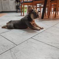 Bulldog francese fluffy