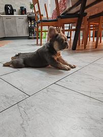 Bulldog francese fluffy