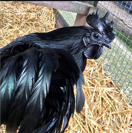 Ayam cemani e altre razze