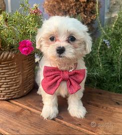 Cucciolo maltese