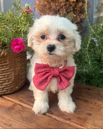 Cucciolo maltese