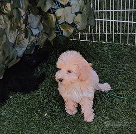 Cuccioli barboncino