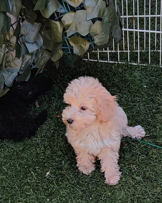 Cuccioli barboncino